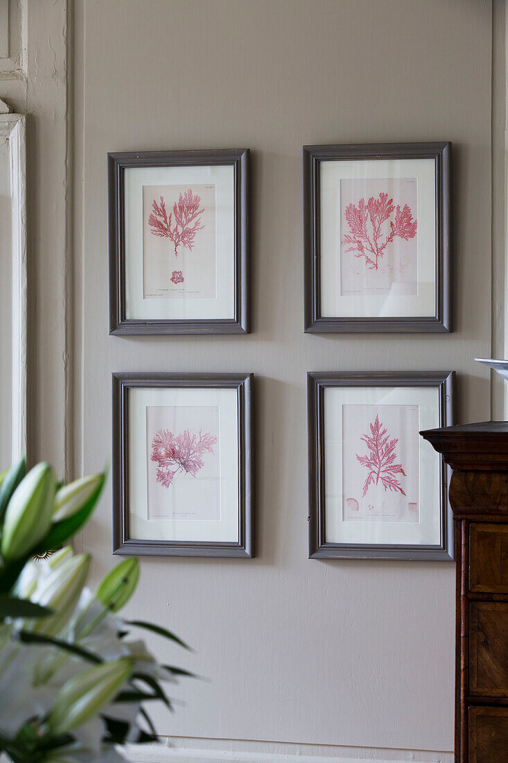 Framed botanical prints on living room wall in Wells next the Sea home Norfolk England UK