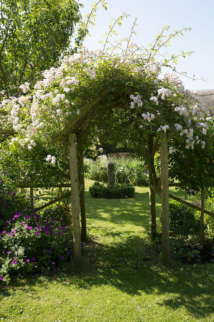 Flowering roses on archway in Dorset cottage garden, England, UK