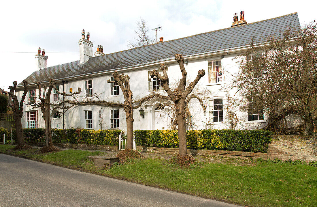 Pollarded trees on grass verge in front of a row of white terraced houses in Burwash, East Sussex, England, UK