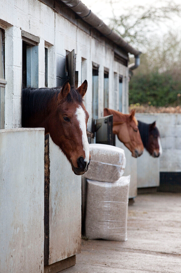 Pferde in Boxen mit Köpfen über den Stalltüren, Chilterns, England, UK
