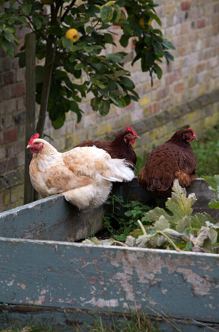 Drei Hühner hocken auf einem Hochbeet im ummauerten Garten, London, England, UK