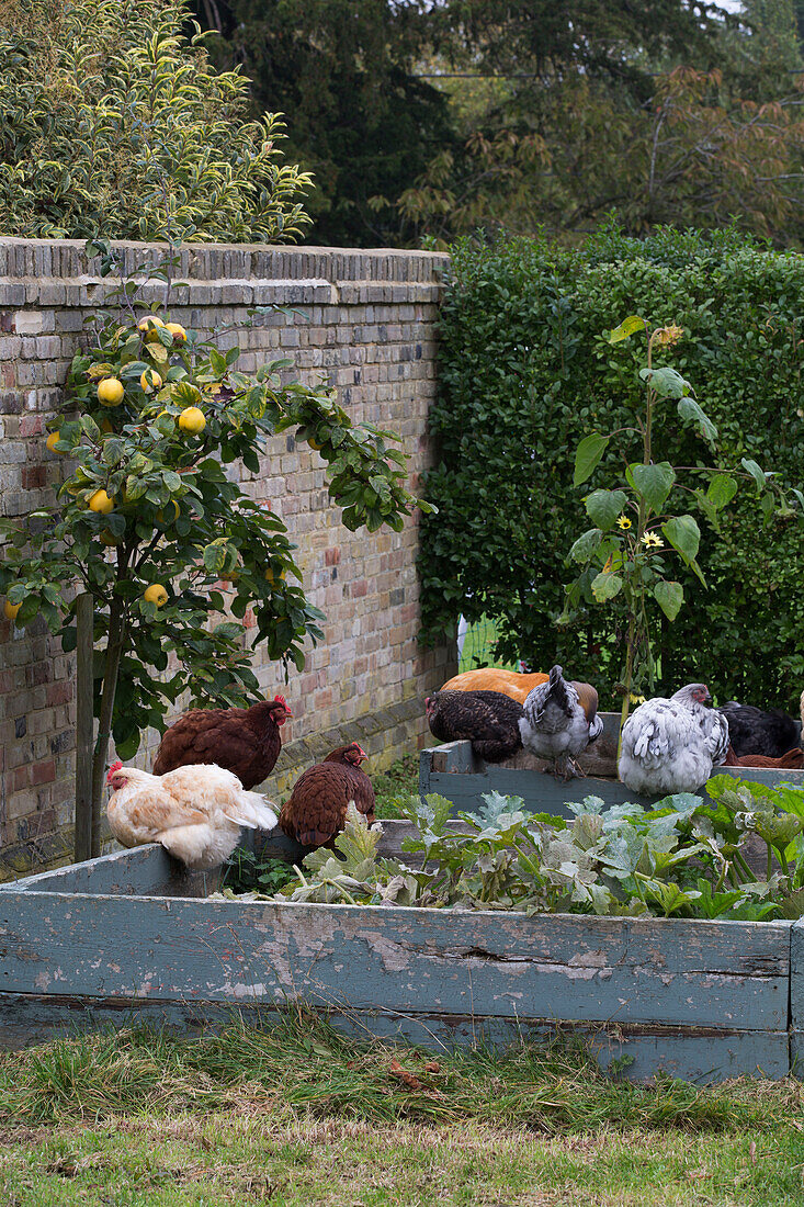 Freilaufende Hühner sitzen auf einem Hochbeet in einem ummauerten Garten, London, England, UK