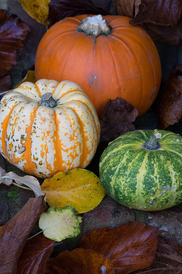 Assorted pumpkins and fallen leaves on doorstep