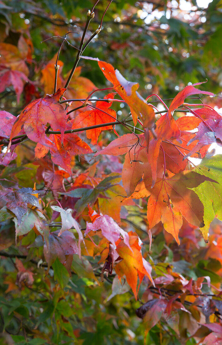 Herbstblätter im Farbwechsel