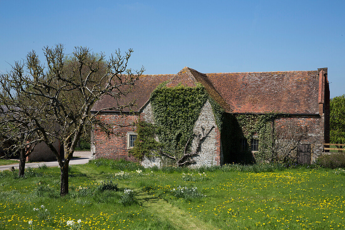 Dandelions in meadow beside tiled barn in Warminster  Wiltshire  England  UK