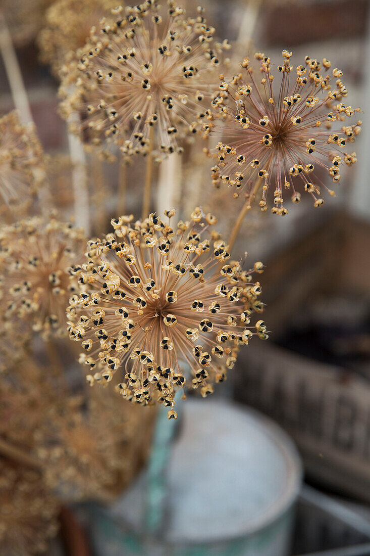 Dried flowers in Arundel sun room West Sussex England UK