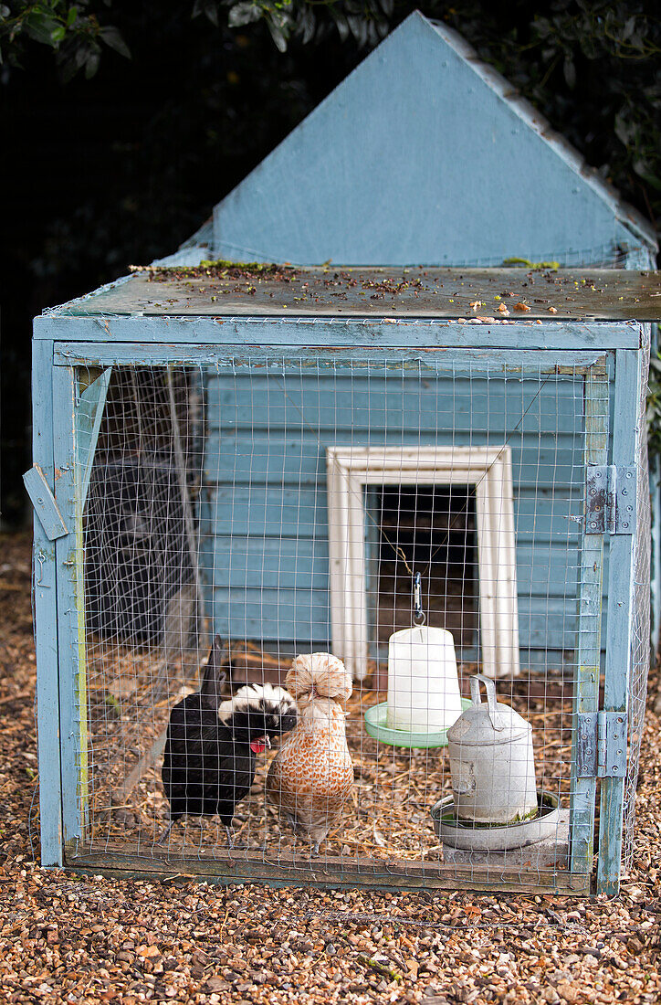 Hens in chicken coop Berkshire England UK