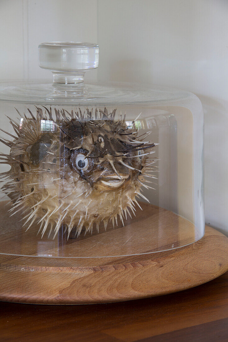 Konservierte Kreatur unter Glas in einem Haus in Berkshire England UK