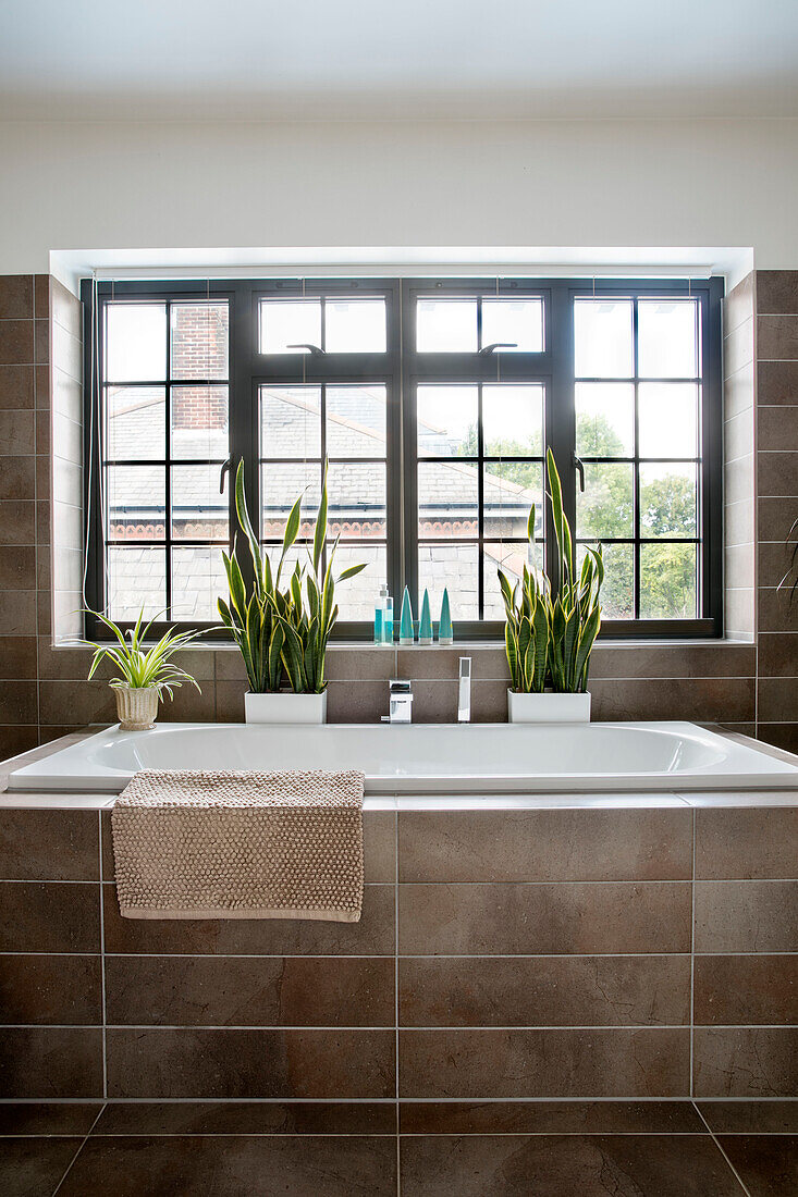 Zimmerpflanzen unter dem Fenster mit Badewanne in einem modernisierten Haus im Arts-and-Crafts-Stil in London UK