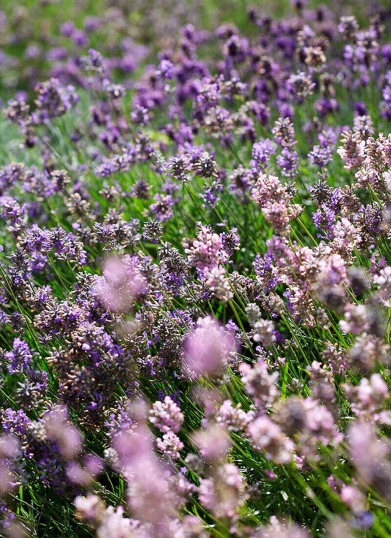 Lavendelfeld auf der Isle of Wight, UK