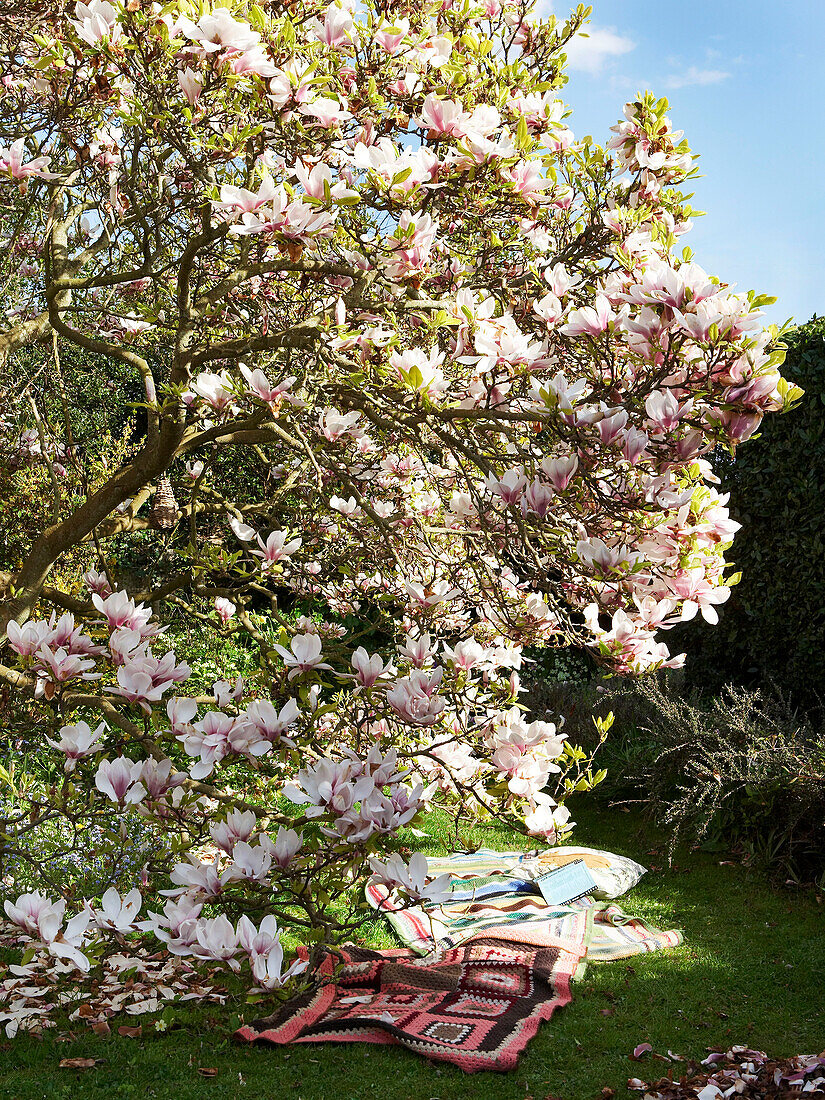Magnolienblüte im Garten auf der Isle of Wight mit Häkeldeckchen UK