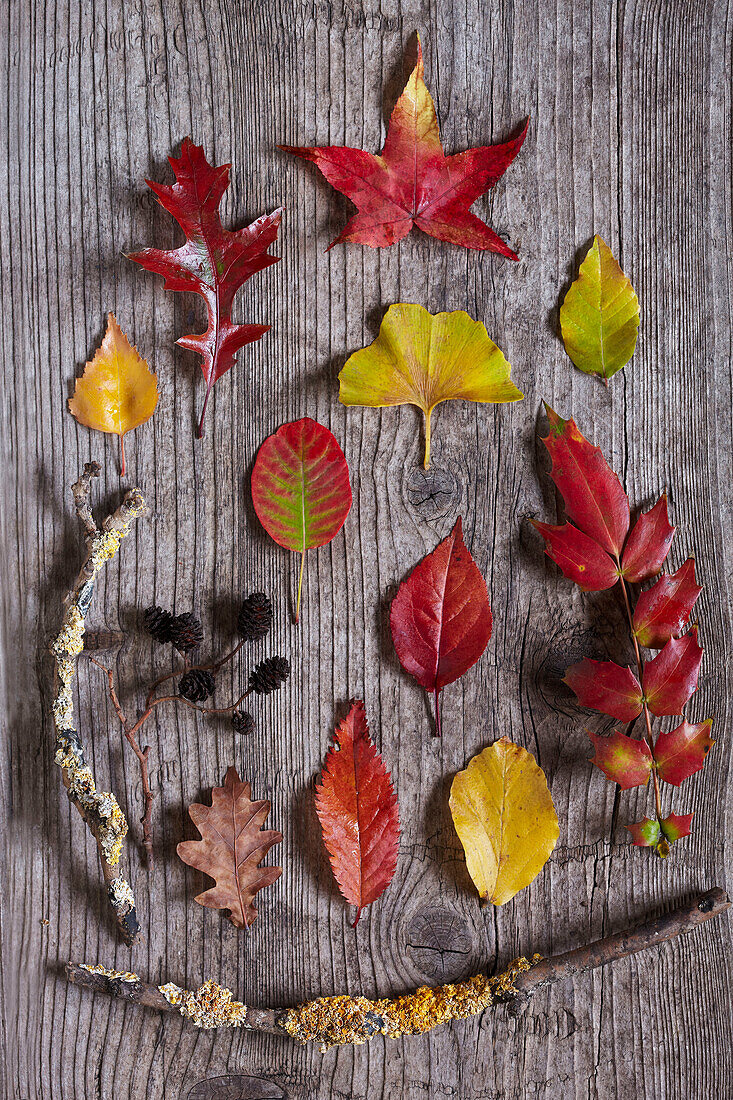 Diverse rote Herbstblätter und Stöcke