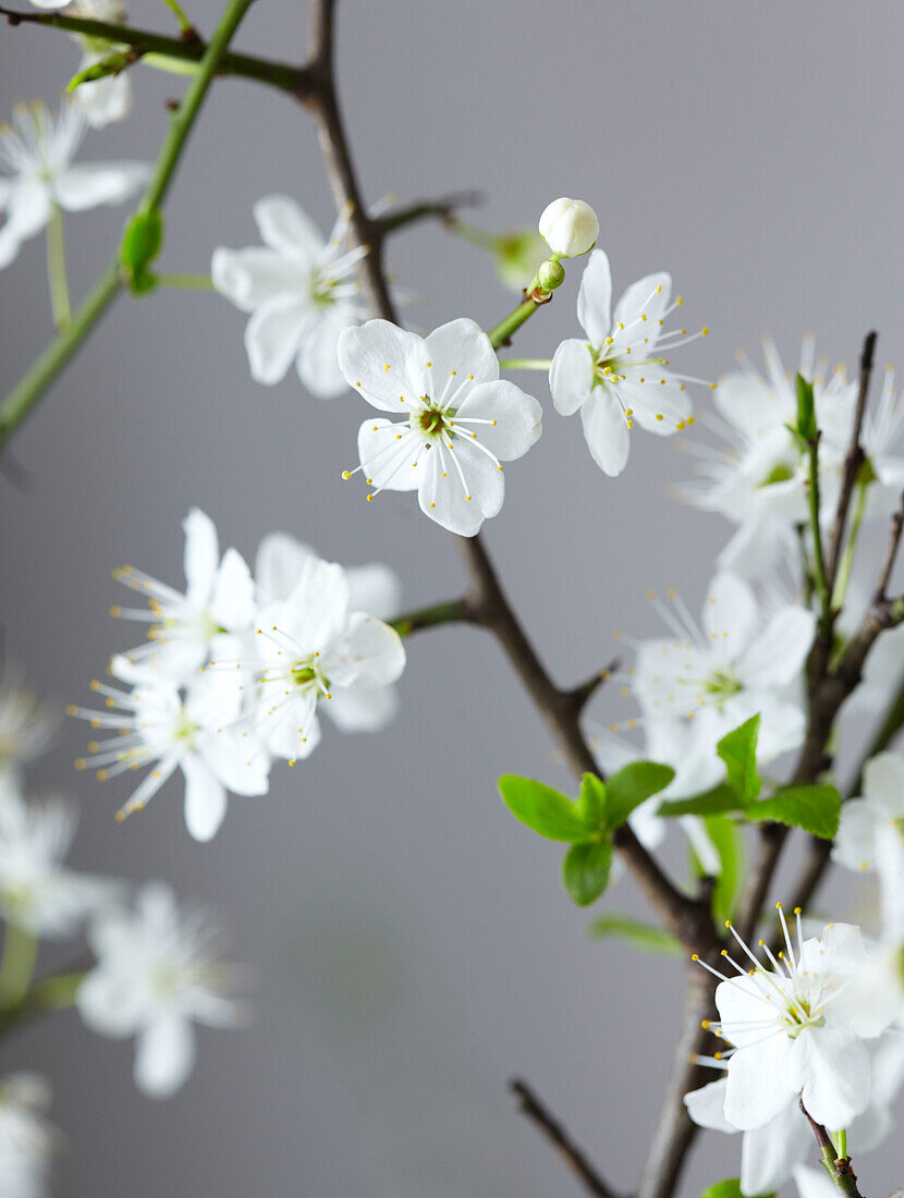 Weißes Blütendetail