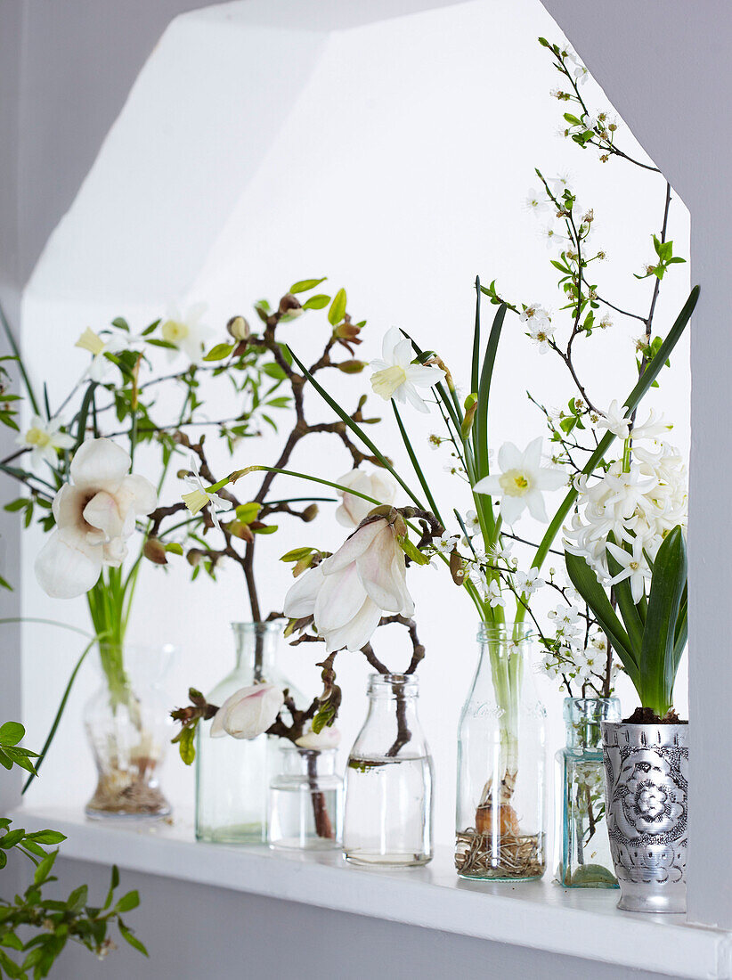 Osterfenster gefüllt mit Vasen mit weißen Blumen, darunter Hyazinthen, Magnolien und Narzissen