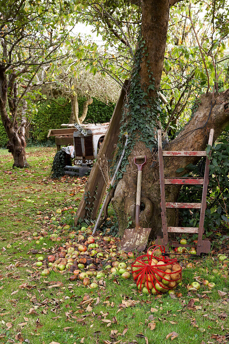Windfall-Äpfel und rostiger Traktor im Garten Isle of Wight, UK
