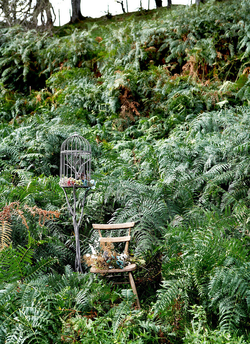 Wooden chair and bird cage in ferns on Isle of Wight hillside UK