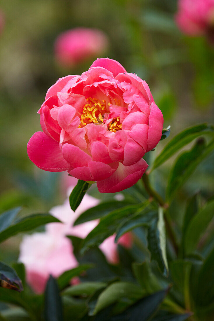 Spring summer feature celebrating the peony flower