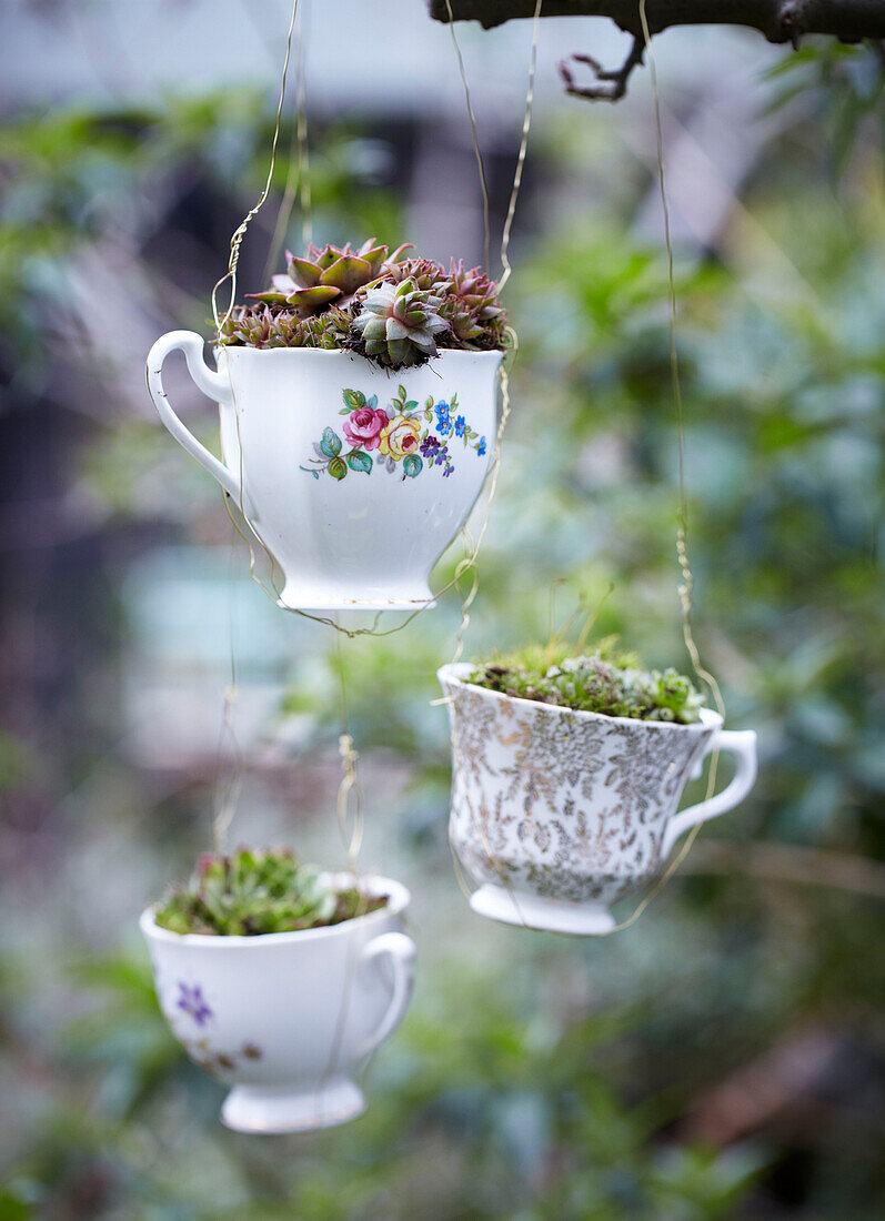 Pretty vintage teacups planted up with succulents and displayed in the garden