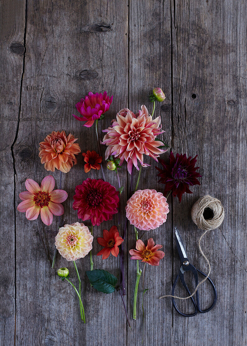 Assorted Dahlias on a wooden bench