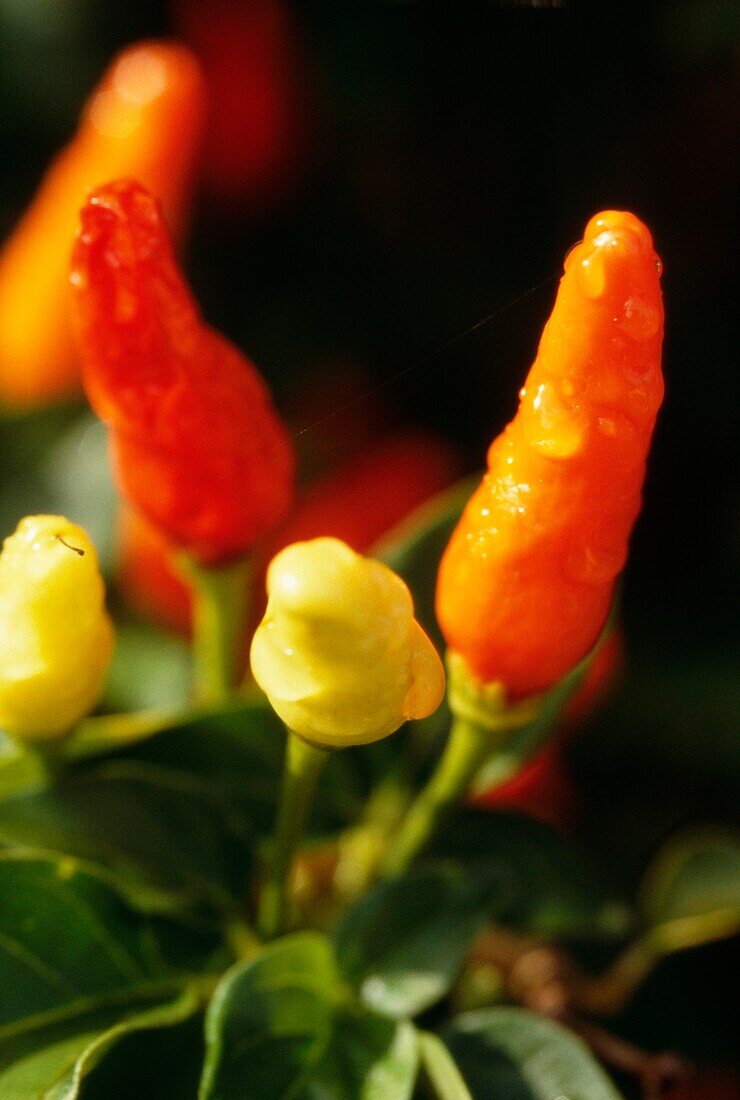 Detail of growing chilies