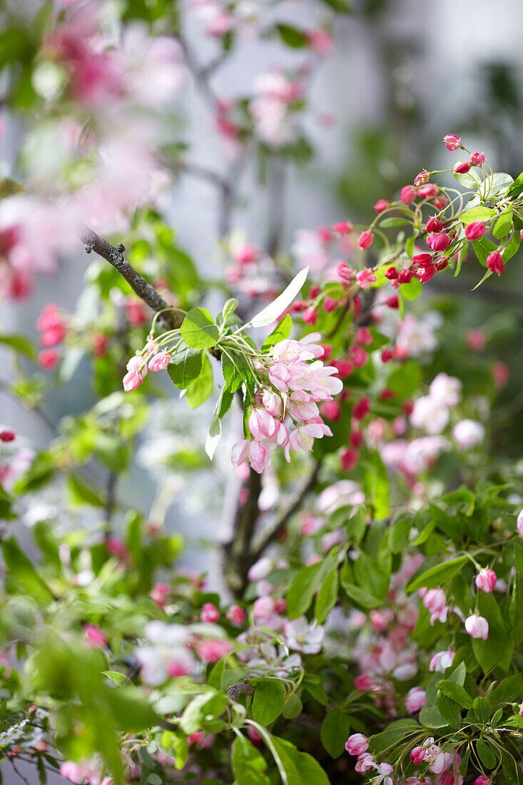 Rosa Frühlingsblüte in einem grünen Haus