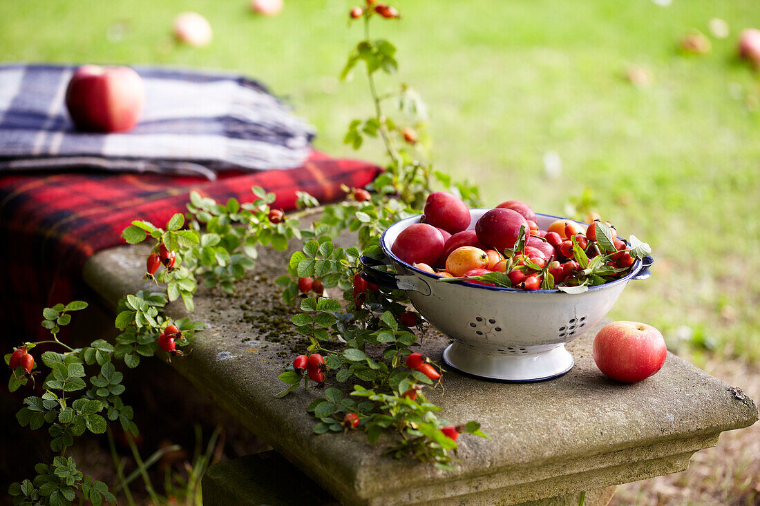 Geerntete Früchte und Beeren, Victoria Pflaumen, Äpfel, Hagebutten auf einer Bank im Garten mit Decken