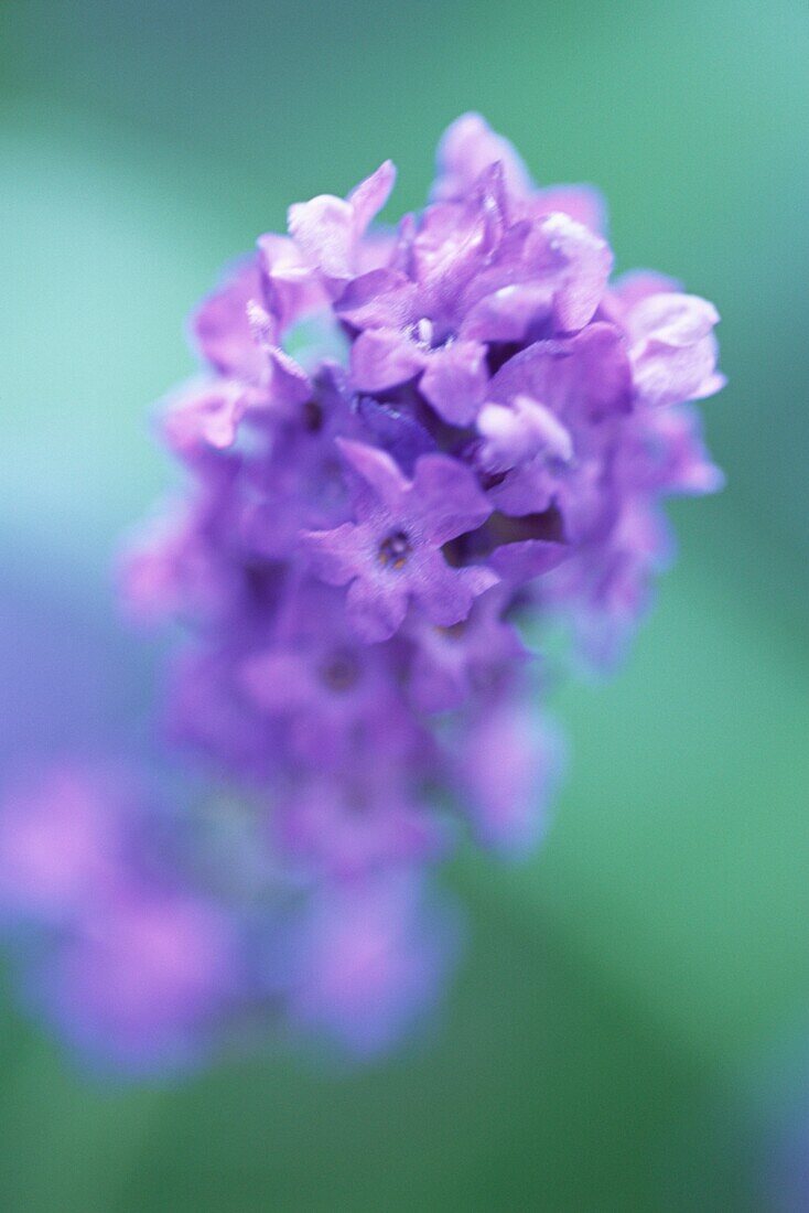 Detail einer violetten Blume im städtischen Wildgarten in London