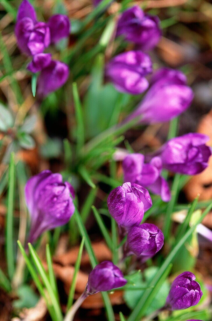 Purple Crocus flowers London