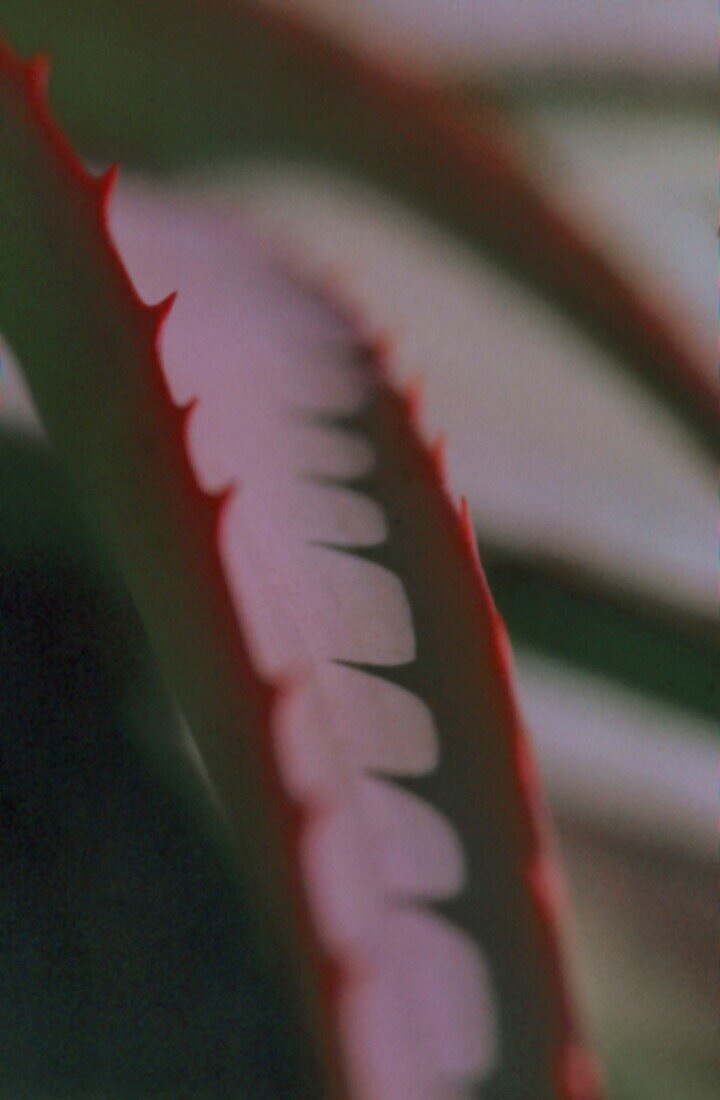 close up of Aloe Vera leaf