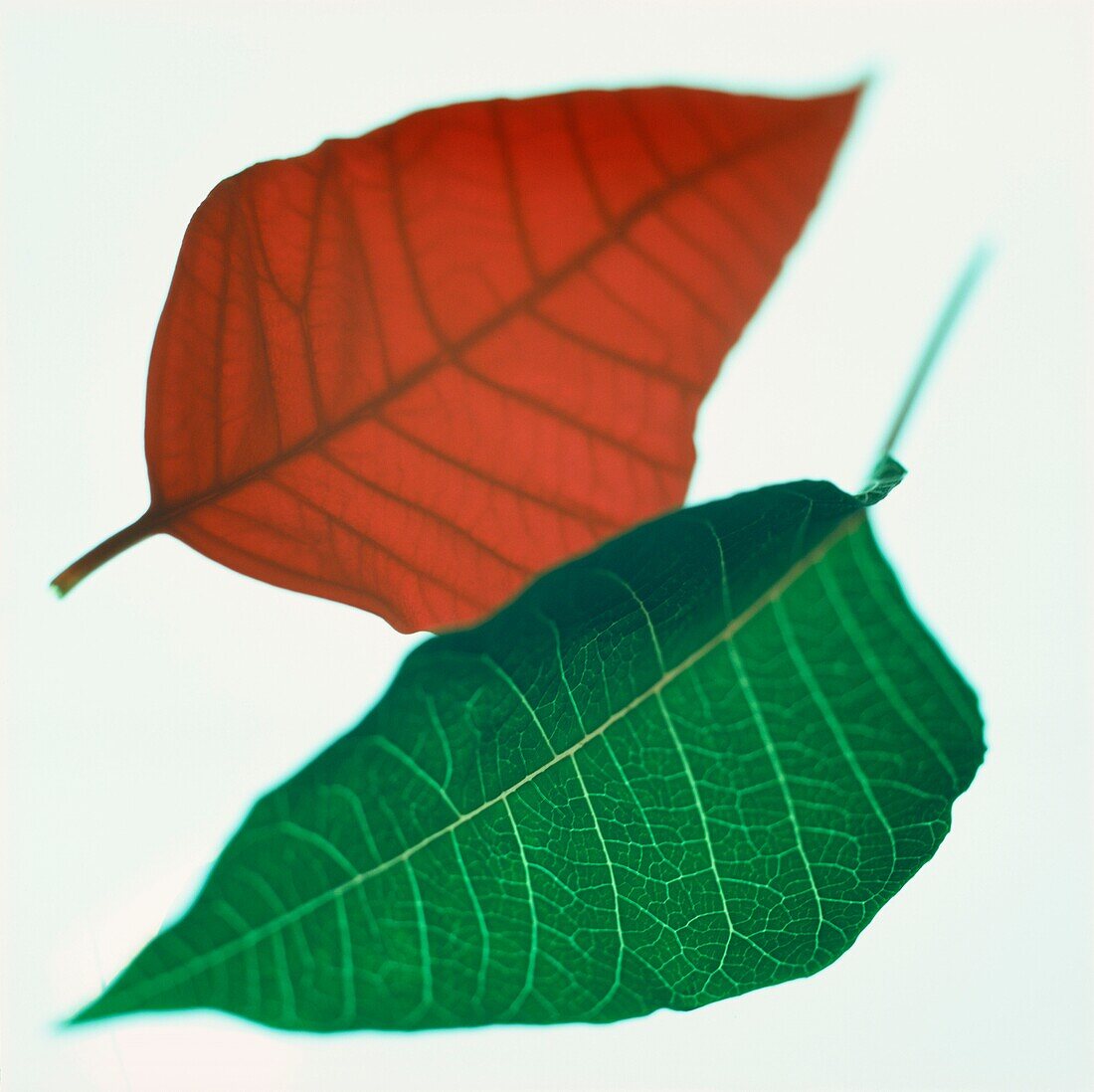 Abstract of red and green poinsettia leaves