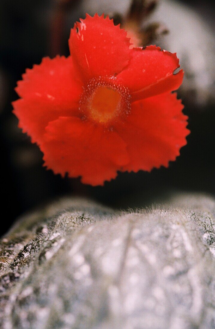 Die scharlachrote Blüte von Episcia cupreata oder Flammenviolett