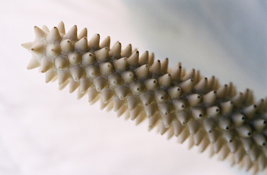 Close up of the spathe of a white Spathiphyllum Mauna Loa