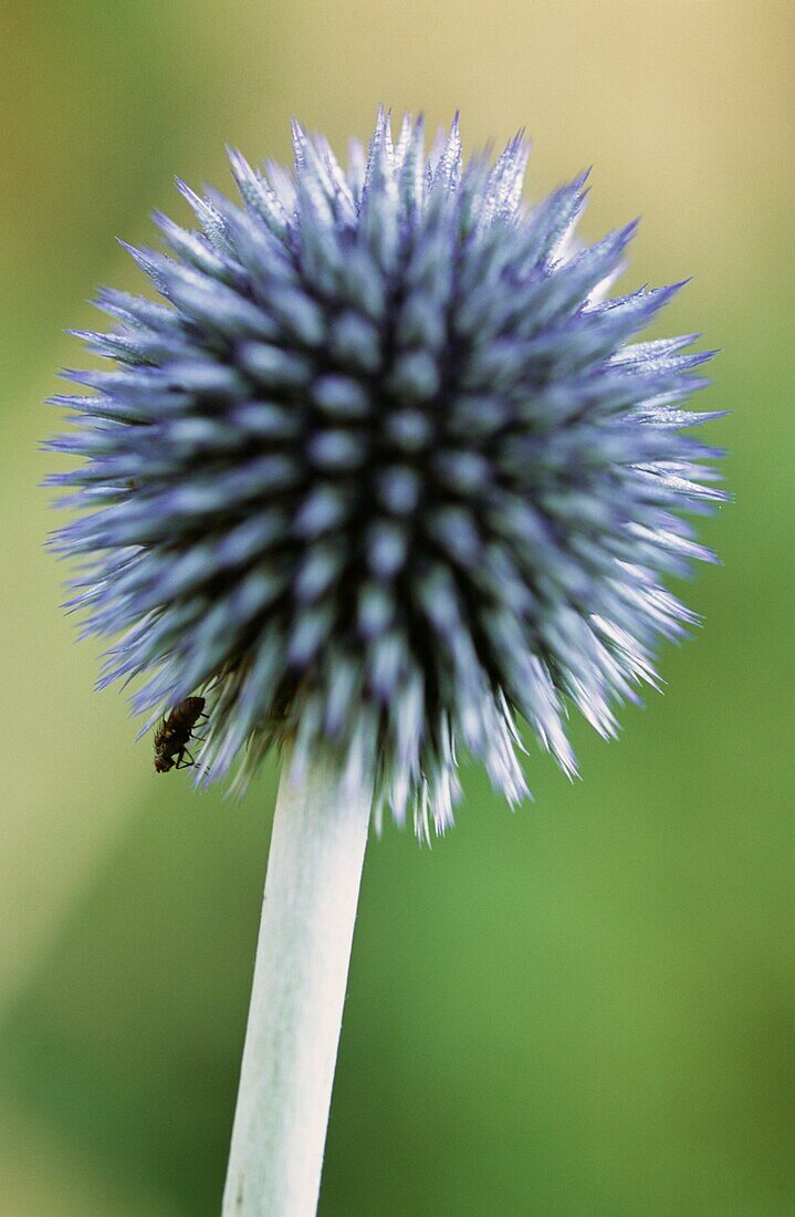 Seed heads of Echinops sphaerocephalus (Globe Thistle) with an insect