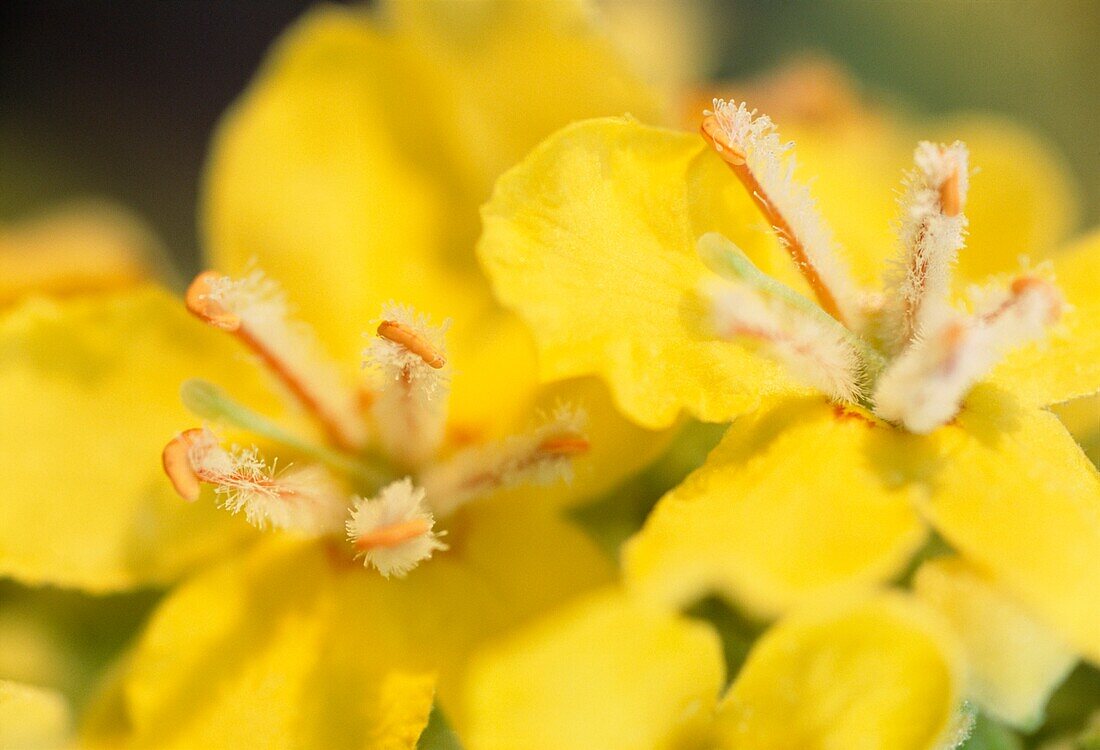 Nahaufnahme einer leuchtend gelben Blüte Verbascum nigrum (Schwarze Königskerze)