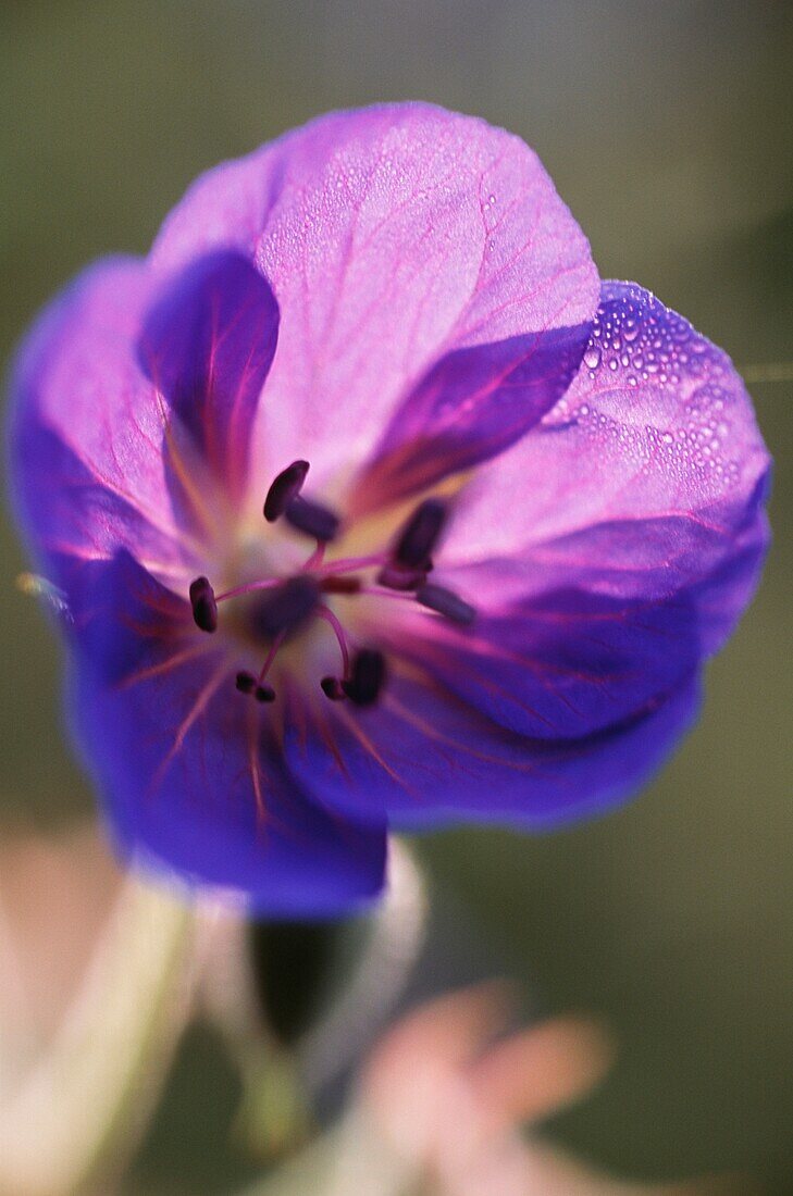 Nahaufnahme von Geranium pratense (Wiesenstorchschnabel)