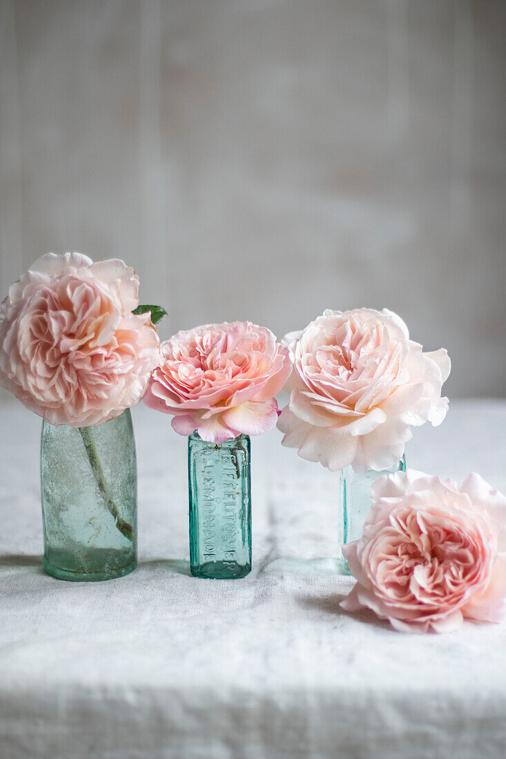 Still life of roses in vintage bottles
