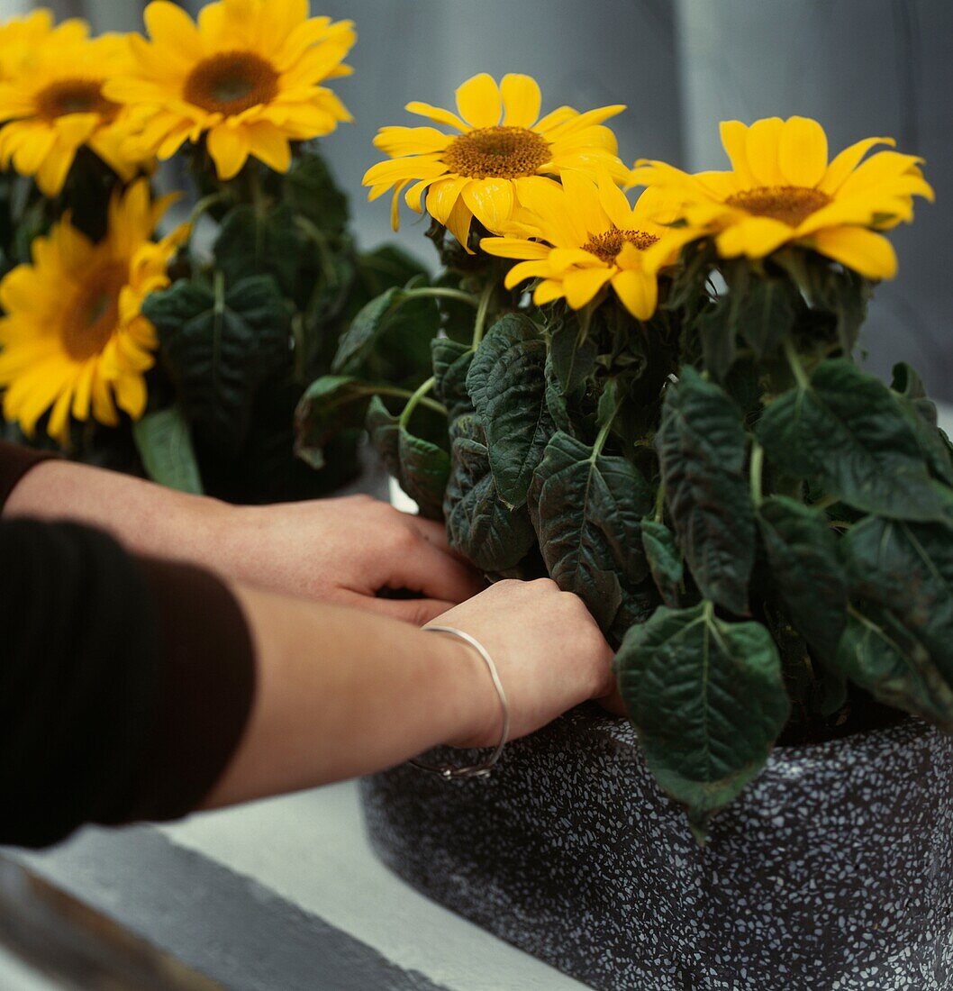 Person pflanzt kleine Sonnenblumen in Blumenkästen