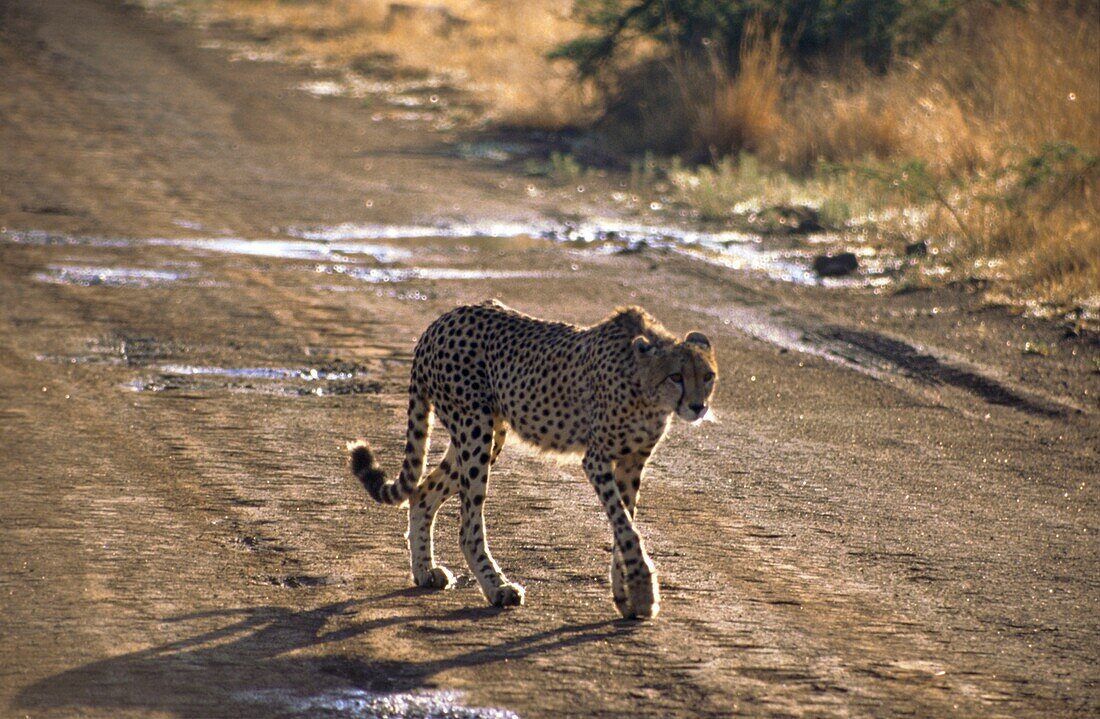 Cheetah in the Pilanesberg