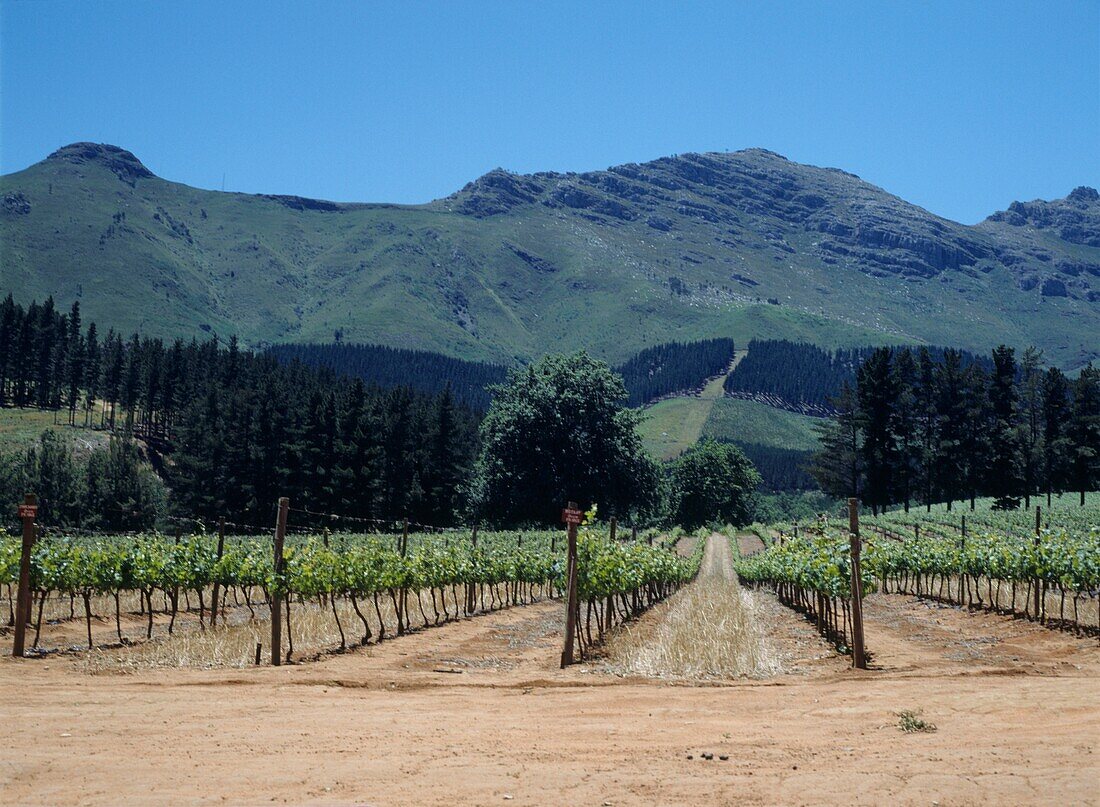 vineyard on wine route in Cape Town