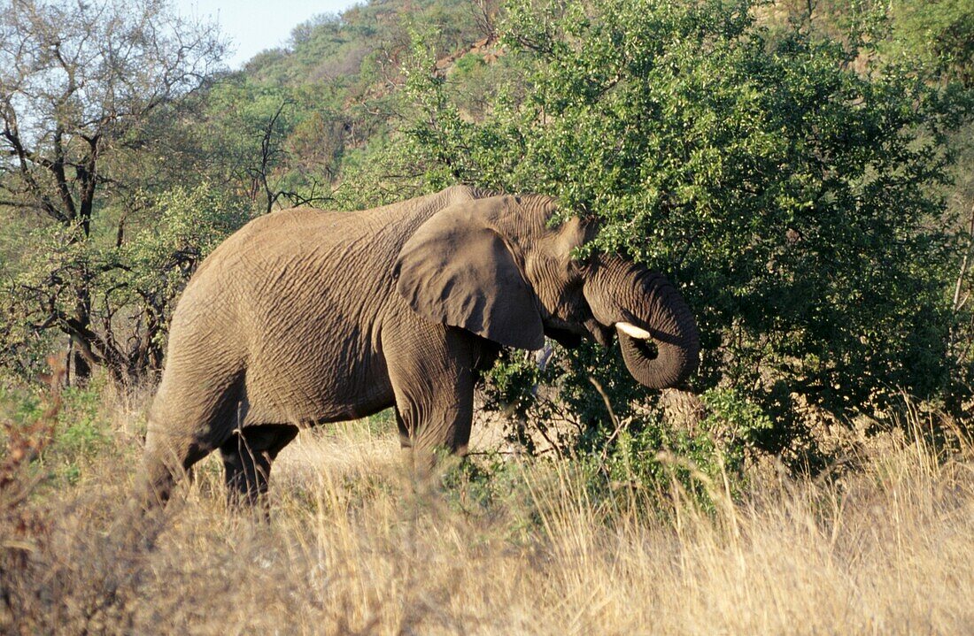 African elephant in the Pilanesberg National Park in South Africa