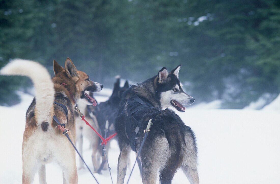 Working dogs on a dog sledding tour in Whistler Canada