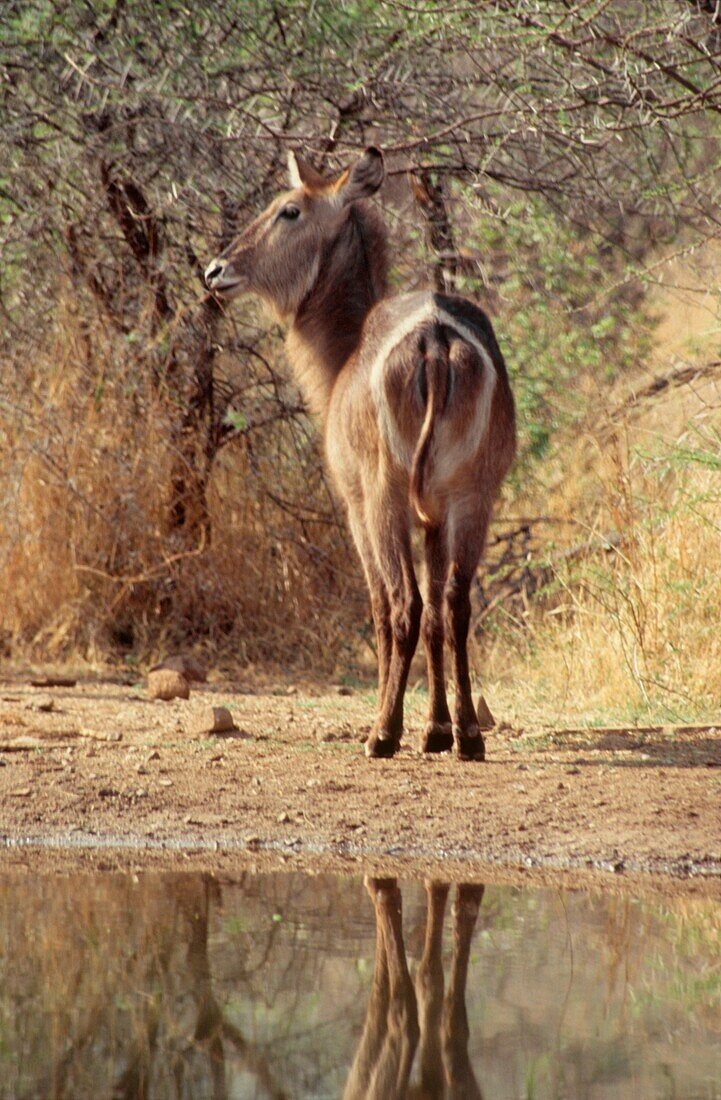 Waterbuck by a pond on a game reserve