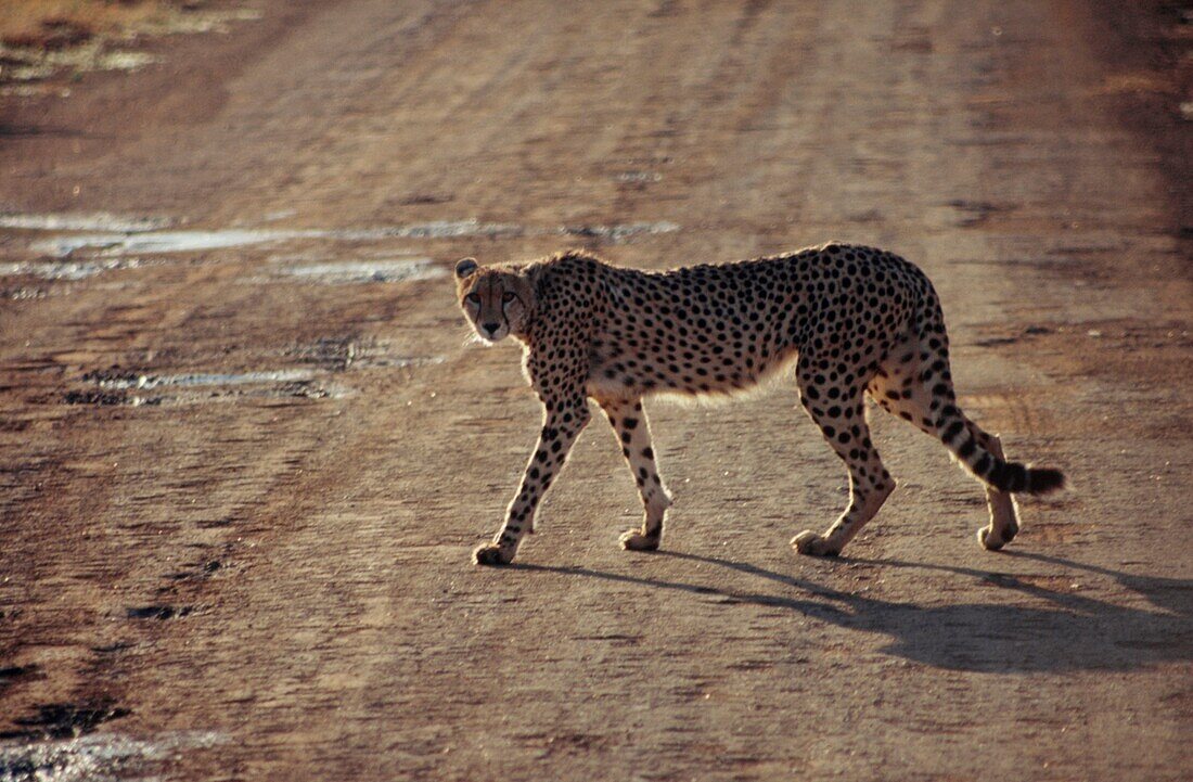 Gepard läuft über eine Straße in einem Wildreservat