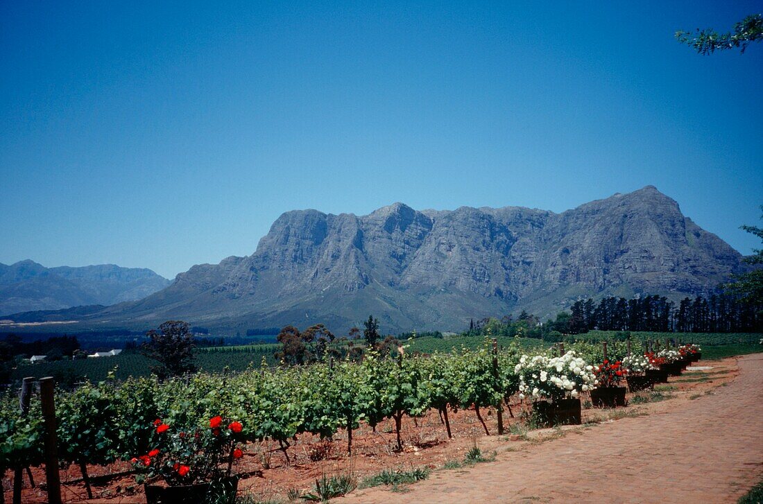 Blick auf die Berge vom Weinberg in Kapstadt