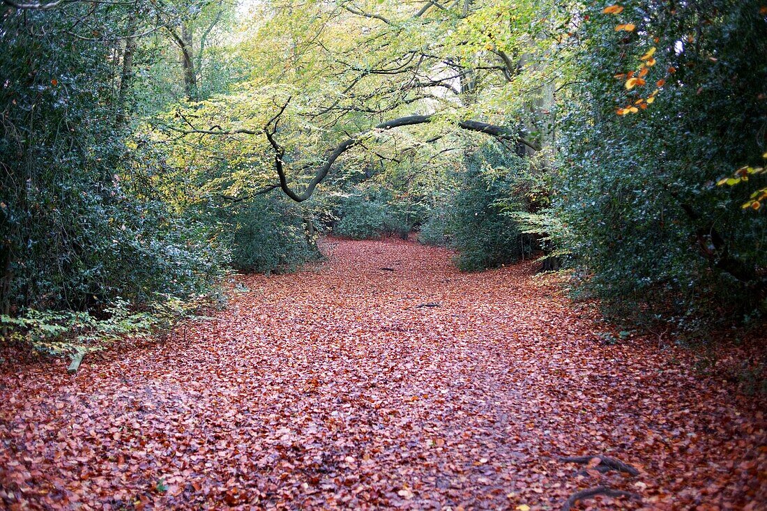 Fallen leaves on woodland path, Autumn in Haslemere, Surry, England