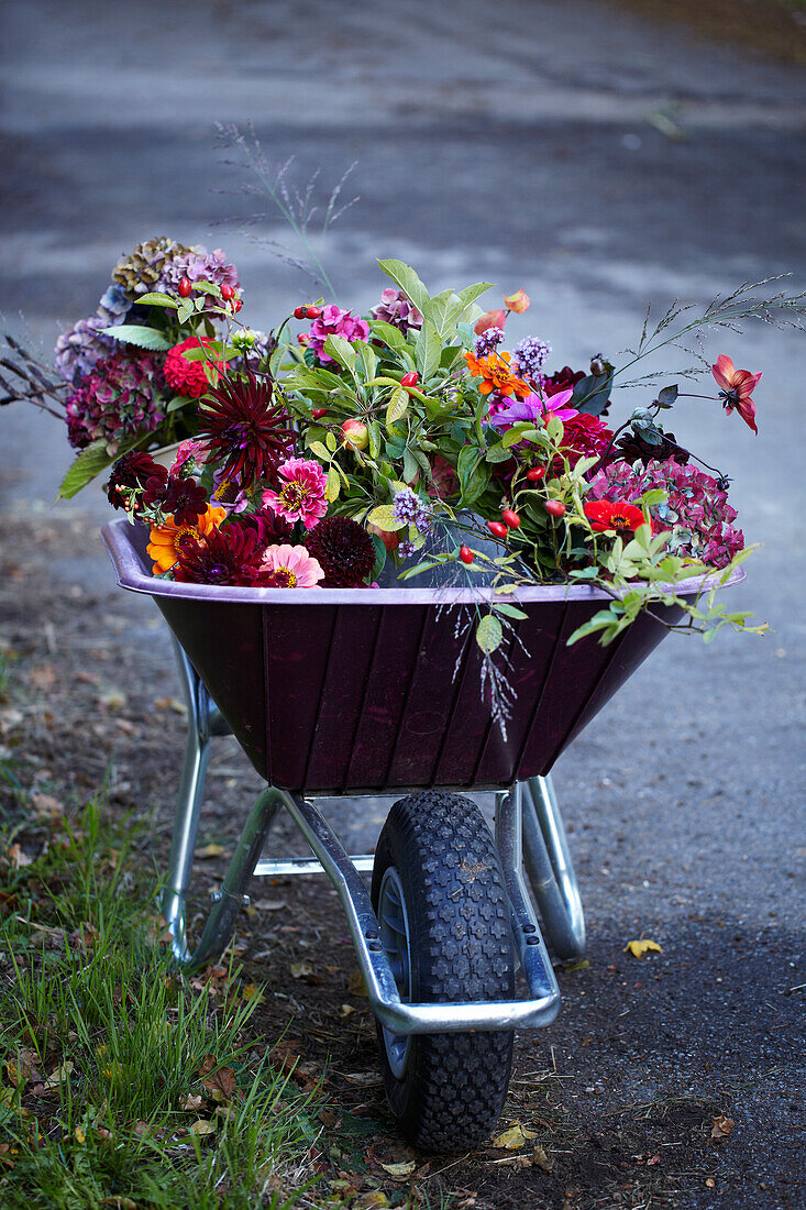 Colorful autumn flowers in a wheelbarrow on a path