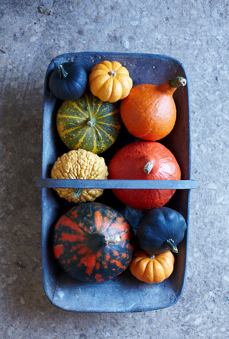 Different colored pumpkins in a zinc bowl with handle