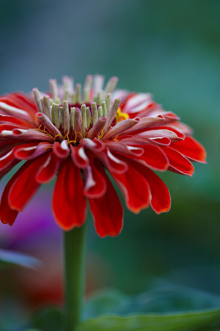 Zinnia in focus