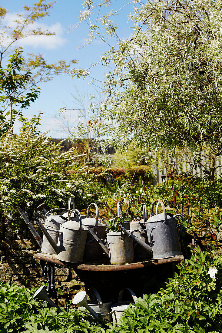 Vintage watering cans in sunny garden