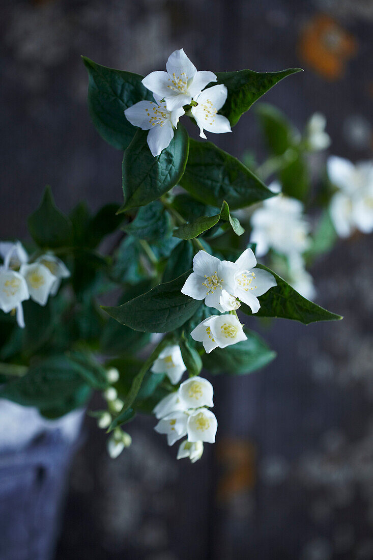 Jasmine flowers in close-up with dark background